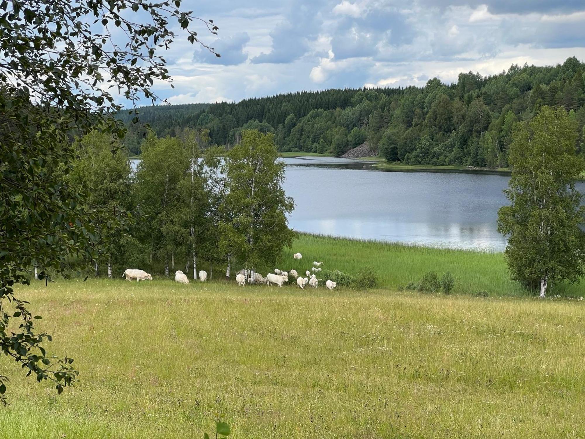 Hostal Asen Årjäng Exterior foto